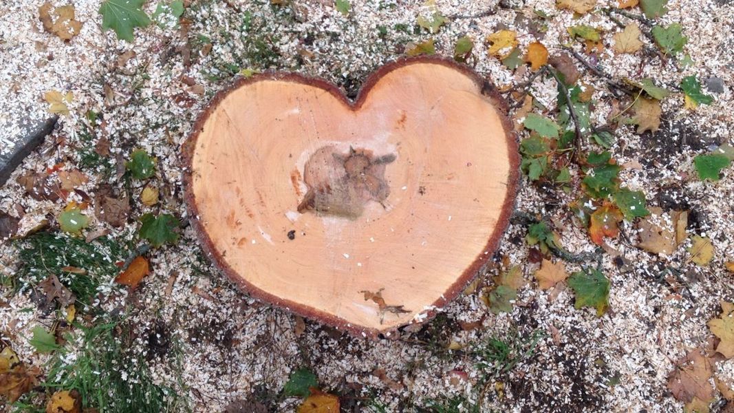 Herzförmiger Baumstammabschnitt mit sichtbaren Jahresringen auf dem Waldboden, umgeben von Sägespänen und Blättern.