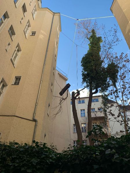 Ein Innenhof zwischen hohen Gebäuden mit einem teilweise gefällten Baum, der an Seilen hängt.