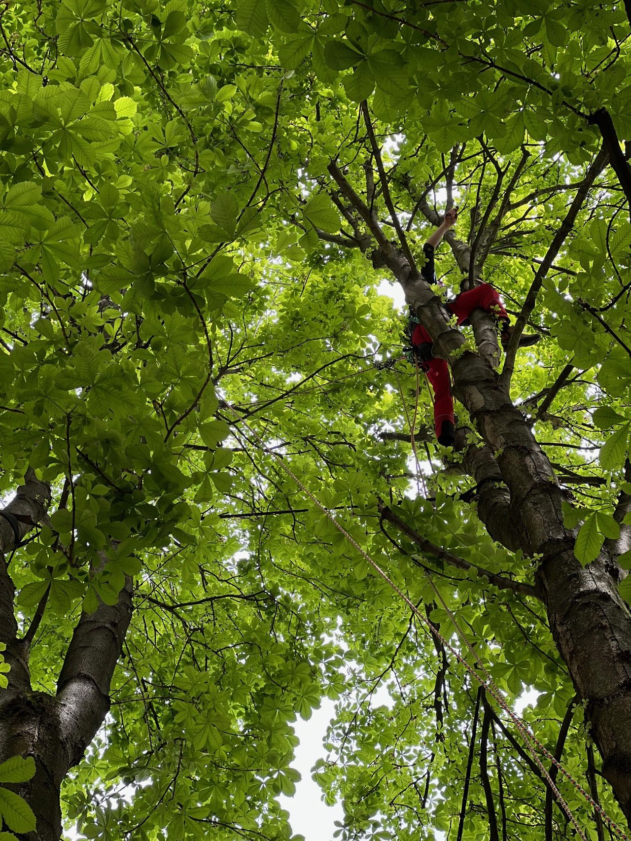 Person in roter Kleidung klettert in einem Baum mit hellgrünen Blättern.