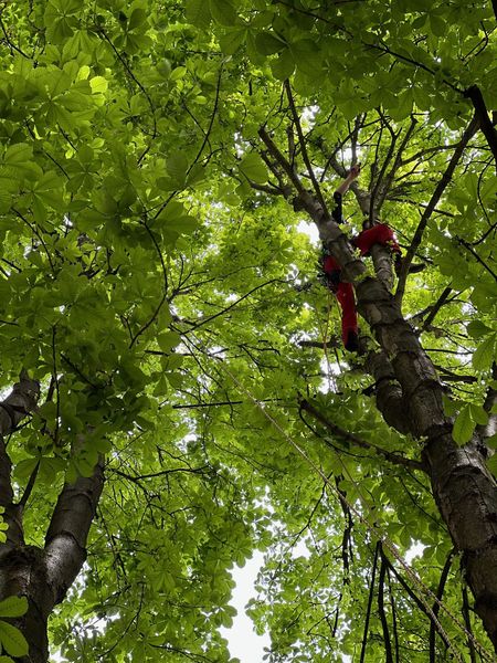 Person in roter Schutzkleidung klettert in einem Baum mit grünem Laub.