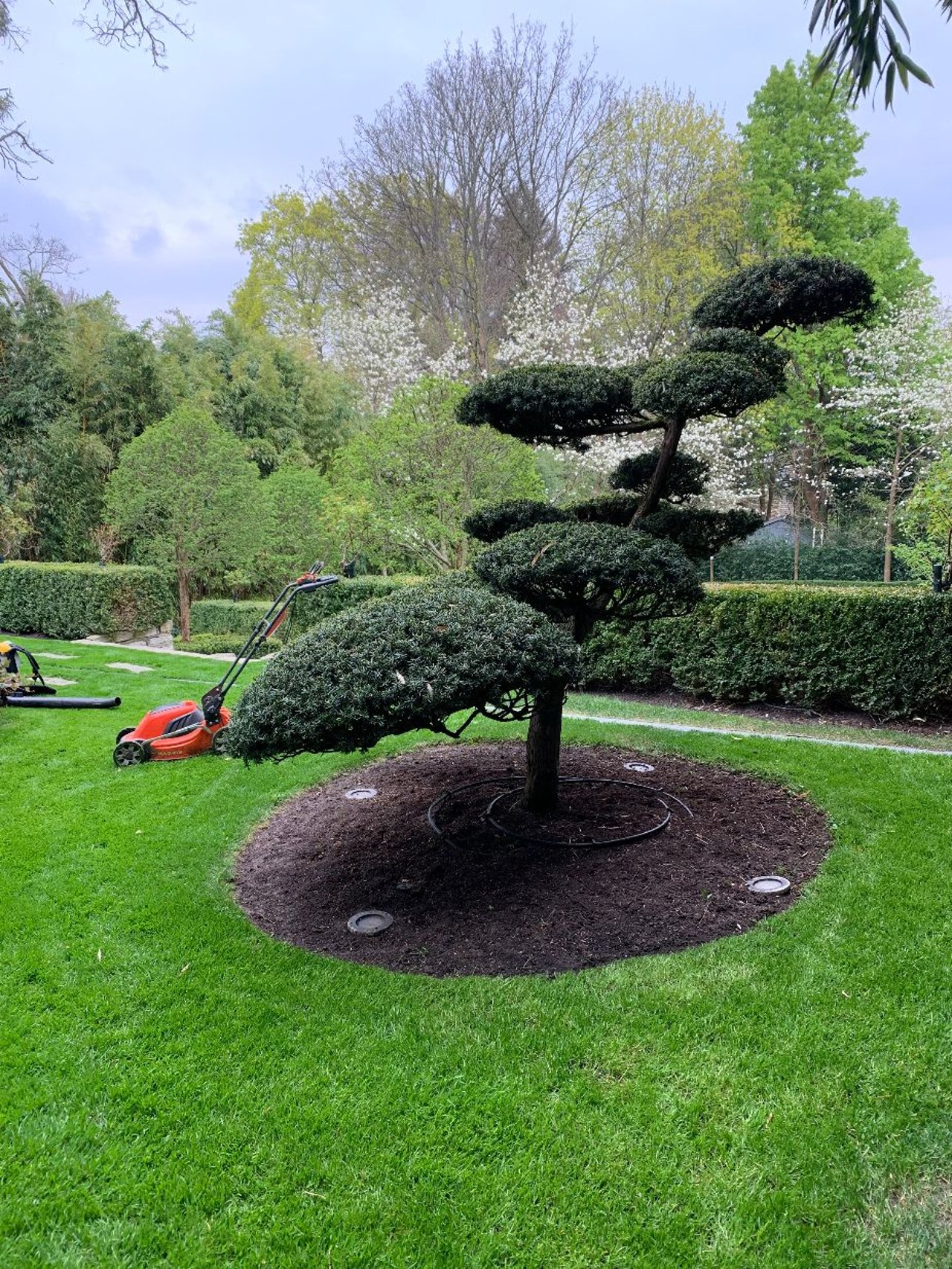 Ein gepflegter Garten mit einem beschnittenen Baum, Rasenmäher und Hecken.