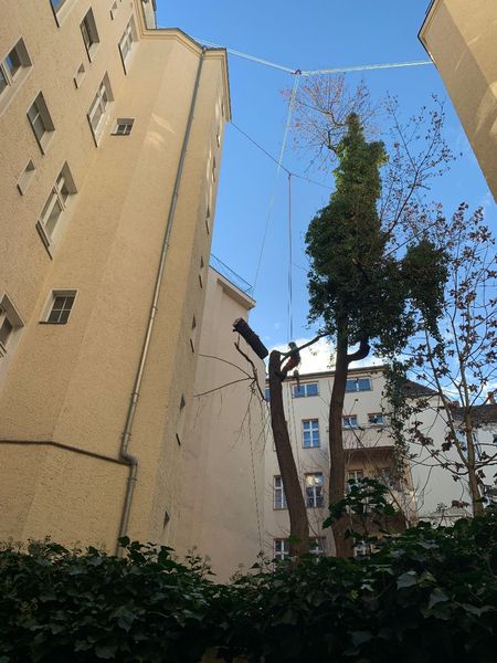 Baumfällarbeiten im Innenhof mit Seilen zwischen Gebäuden und einem teilweise gefällten Baum.