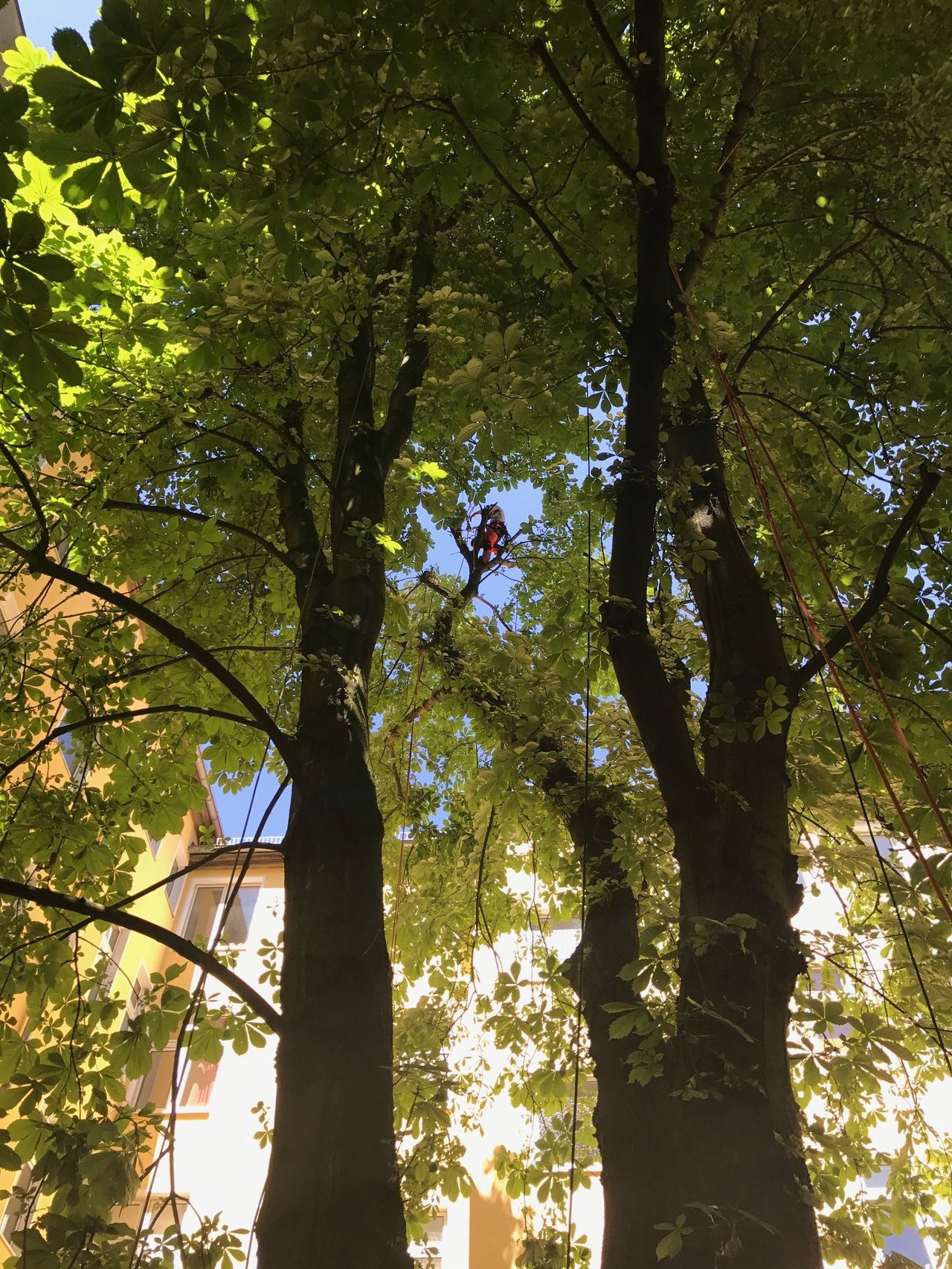 Ein Baumpfleger mit orangefarbener Kleidung arbeitet hoch in einem Baum.