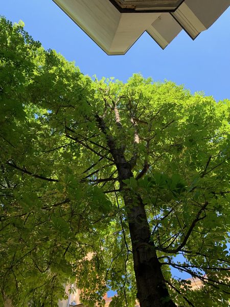 Blick von unten auf einen Baum mit grünen Blättern und blauem Himmel.