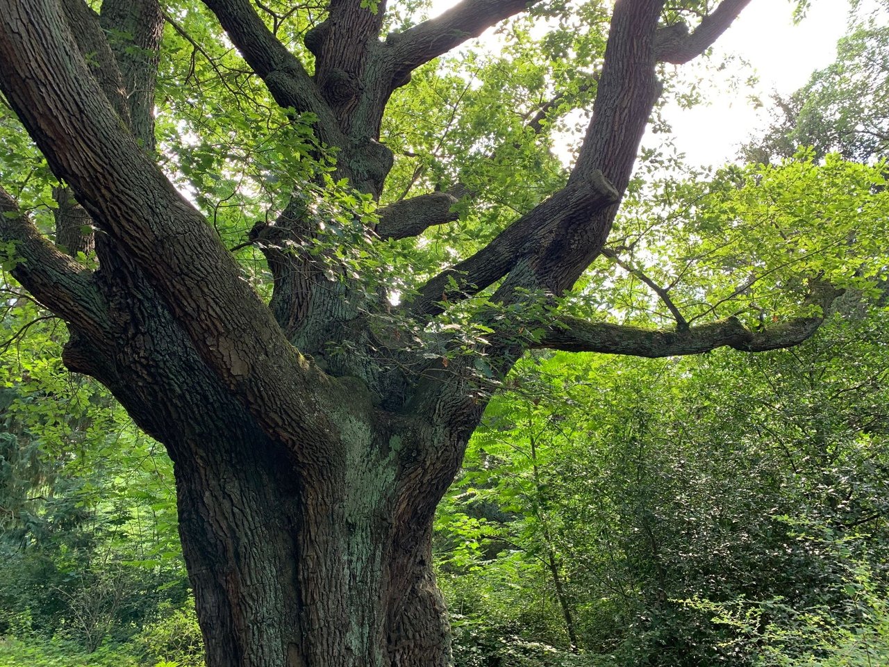 Ein alter Eichenbaum mit dicken Ästen und grünem Laub in einem Wald.