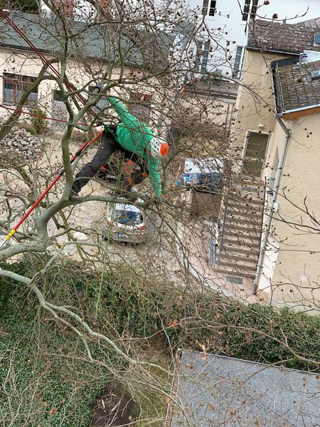 Baumpfleger in grüner Jacke und Helm klettert an kahlem Baum.